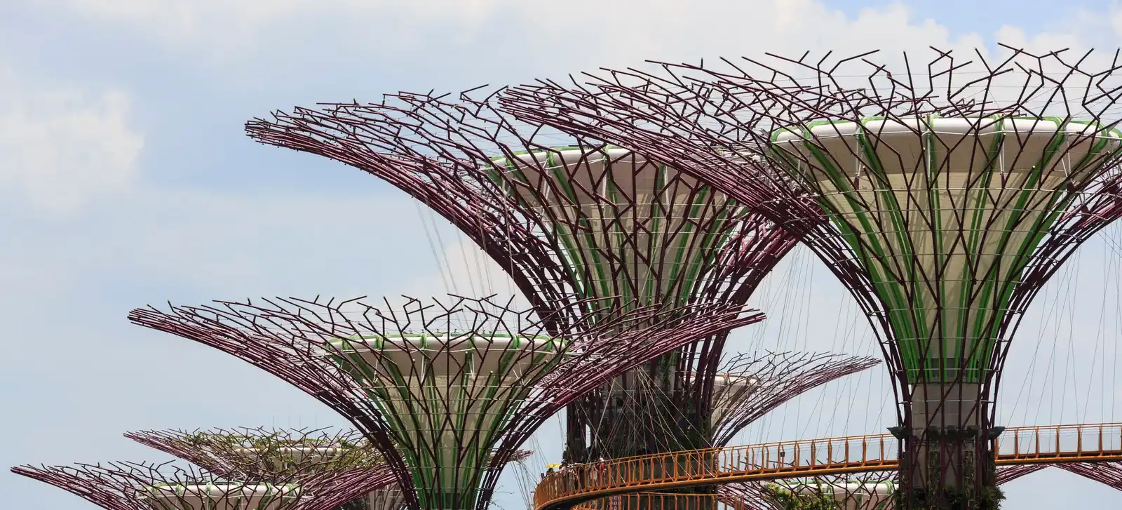 Supertrees seen from below against a blue sky with white clouds: purple-red steel branches fan out around pale funnel-shaped canopies, and the orange-railed OCBC Skyway curves between the trunks